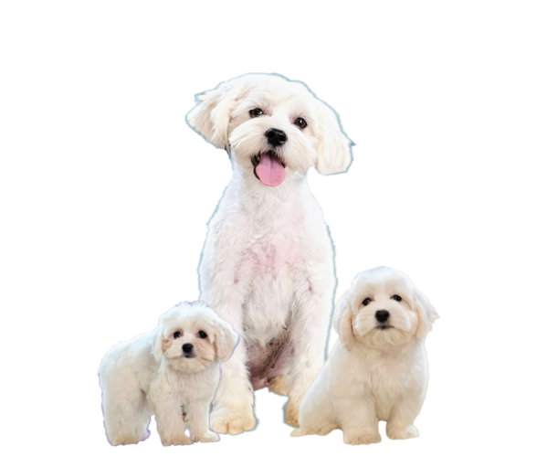Medium Photo #1 Maltese-Zuchon Mix Puppy For Sale in SAN DIEGO, CA, USA