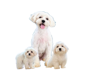 Mother of the Maltese-Zuchon Mix puppies born on 09/12/2023