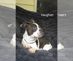 Small #6 Boston Terrier