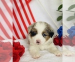 Small Photo #5 Australian Shepherd Puppy For Sale in ANTHONY, FL, USA