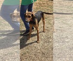 Small #9 Mutt