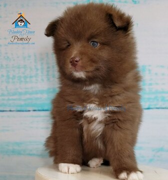 Medium Photo #3 Pomeranian-Pomsky Mix Puppy For Sale in ANDOVER, MN, USA