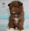 Small Photo #3 Pomeranian-Pomsky Mix Puppy For Sale in ANDOVER, MN, USA