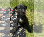 Small #2 Labrador Retriever Mix