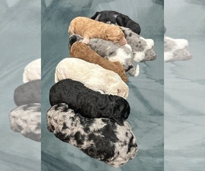 Irish Doodle Litter for sale in CHARLESTOWN, IN, USA