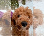 Small #13 Poodle (Miniature)