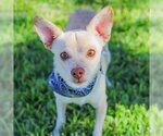 Small Photo #3 Chihuahua Puppy For Sale in Waco, TX, USA