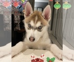 Small Photo #8 Siberian Husky Puppy For Sale in RENO, NV, USA