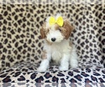 Small #7 Cavapoo