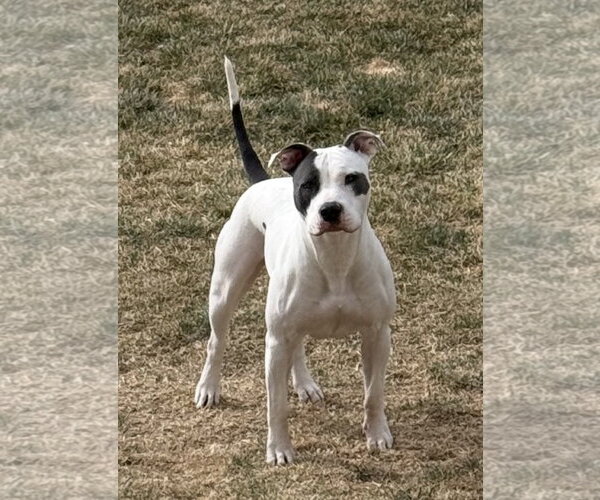 Medium Photo #3 Mutt Puppy For Sale in Fort Collins, CO, USA