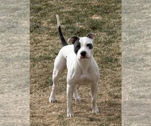 Hera - Female Mutt Dog for Adoption - Photo #3
