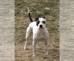 Small #2 Mutt