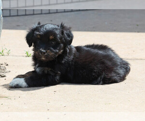 Medium Aussiedoodle Miniature 