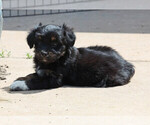Puppy Puppy 1 Aussiedoodle Miniature 