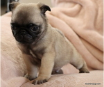 Small Photo #9 Pug Puppy For Sale in WINNSBORO, TX, USA