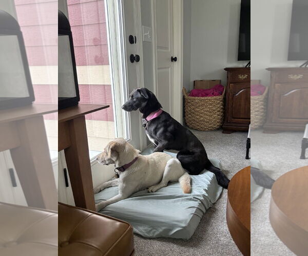 Medium Photo #6 Labbe Puppy For Sale in Minneapolis, MN, USA