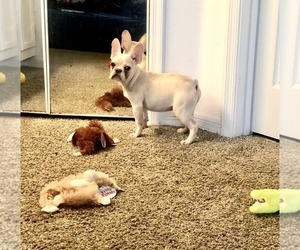 French Bulldog Puppy for sale in GOLDEN ISLES, FL, USA