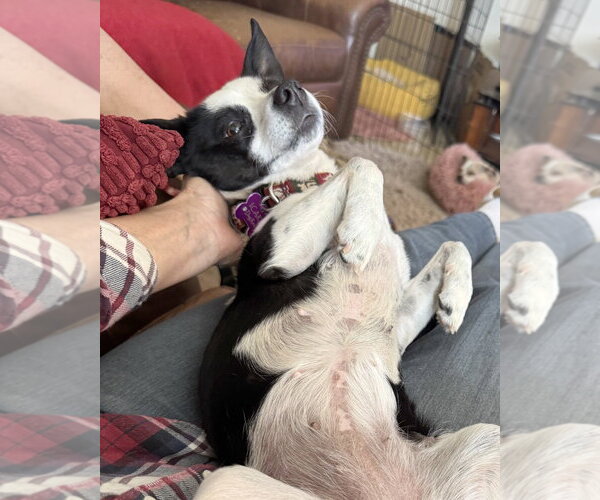 Medium Photo #19 Rat Terrier-Unknown Mix Puppy For Sale in Corona, CA, USA