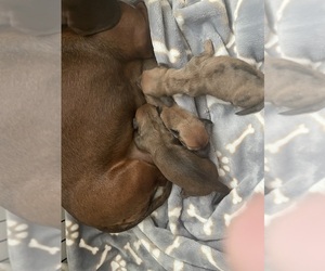 Dachshund Puppy for Sale in ATHENS, Alabama USA