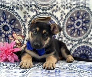 German Shepherd Dog Puppy for sale in LANCASTER, PA, USA