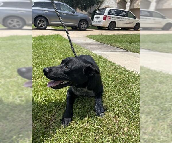 Medium Photo #1 Labrador Retriever-Unknown Mix Puppy For Sale in Pearland, TX, USA