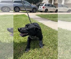 Labrador Retriever-Unknown Mix Dogs for adoption in Pearland, TX, USA