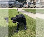 Small Labrador Retriever Mix