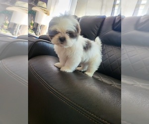 Shih Tzu Puppy for sale in CHARLOTTE, NC, USA