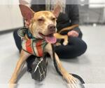 Small #2 American Pit Bull Terrier-Chihuahua Mix