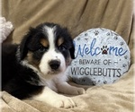 Puppy Tucker Australian Shepherd