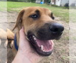 Small #3 Retriever  Mix
