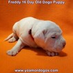 Small Photo #216 Dogo Argentino Puppy For Sale in PINEVILLE, MO, USA