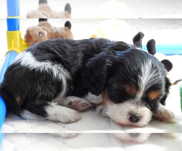 Medium Photo #3 Cavalier King Charles Spaniel Puppy For Sale in CARLISLE, KY, USA