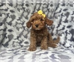 Small Cavapoo
