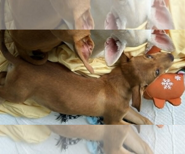 Medium Photo #2 Miniature Pinscher-Unknown Mix Puppy For Sale in Wakefield, RI, USA