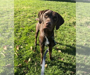 Sequoia available 10/22 - Female Labrador Retriever-Unknown Mix Dog for Adoption - Photo #2