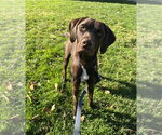 Small Photo #2 Labrador Retriever-Unknown Mix Puppy For Sale in Elmsford, NY, USA