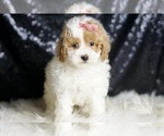 Small #4 Maltipoo