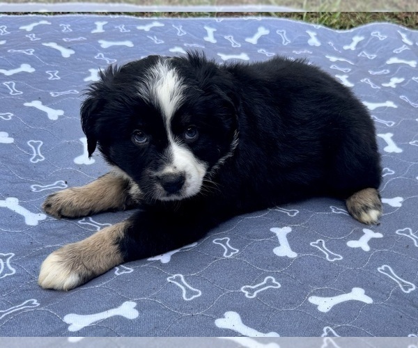 Medium Photo #2 Australian Shepherd Puppy For Sale in SALISBURY, NC, USA