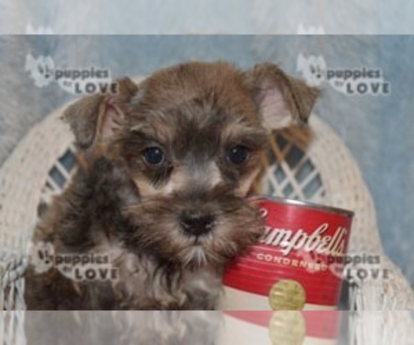 Medium Photo #6 Schnauzer (Miniature) Puppy For Sale in SANGER, TX, USA
