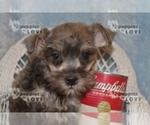 Small Photo #6 Schnauzer (Miniature) Puppy For Sale in SANGER, TX, USA