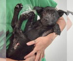 Small #3 German Shepherd Dog Mix