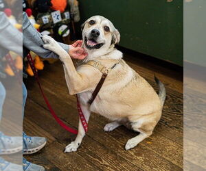 Mutt Dogs for adoption in Chester, NJ, USA