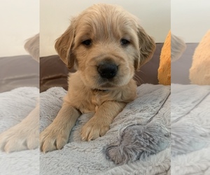 Golden Retriever Puppy for sale in LAPEER, MI, USA