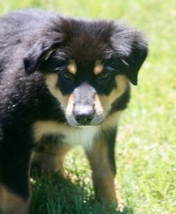 Australian Shepherd Puppy for sale in JASPER, AL, USA