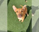 JORDAN - Male Labrador Retriever-Unknown Mix Dog for Adoption - Small photo