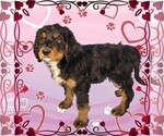 Small Photo #18 Bernedoodle Puppy For Sale in BLACK FOREST, CO, USA