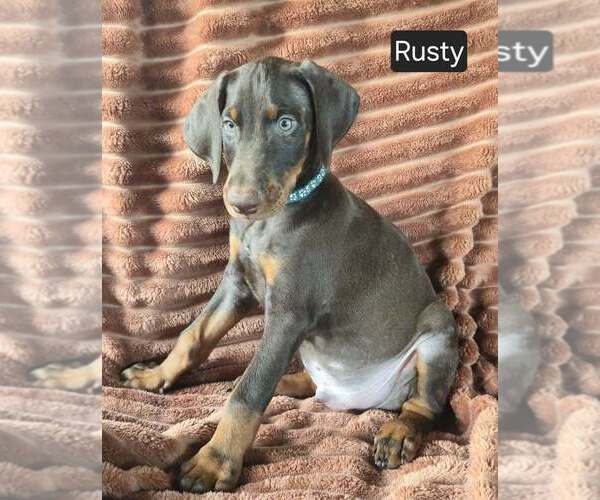 Medium Photo #2 Doberman Pinscher Puppy For Sale in POMEROY, OH, USA