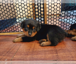 Medium Rottweiler