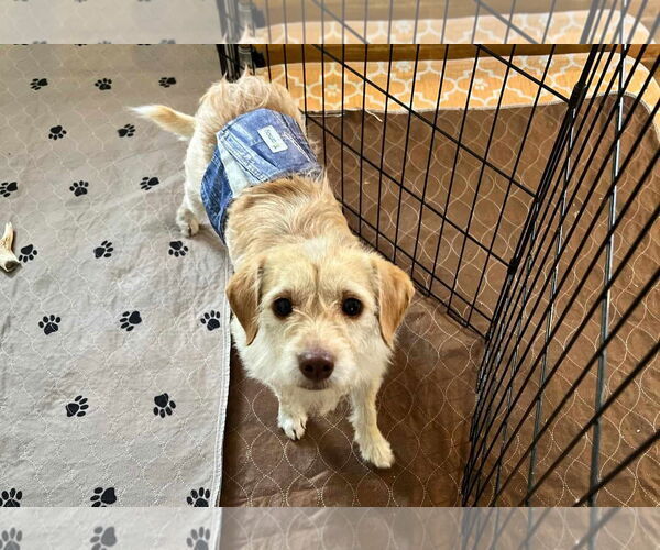 Medium Photo #6 Mutt Puppy For Sale in Princeton, MN, USA
